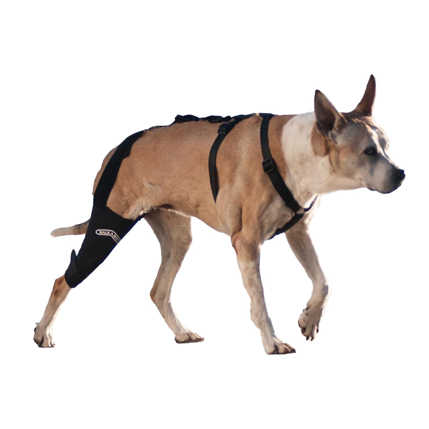 Walkabout Canine Stifle Brace Neoprene Support Sleeve

